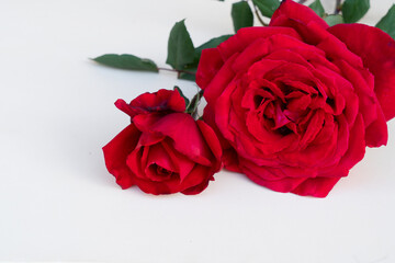 dark red roses on table