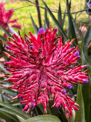 Flower of Aechmea distichantha, a species of bromeliad native to South America, with red leaves and small purple flowers contrasting against a green background.
