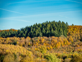 Fototapeta premium Herbstlich gefärbter Mischwald