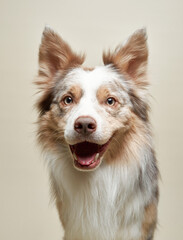 A border collie sits against a beige background with an excited, open-mouthed smile. Its fluffy fur...