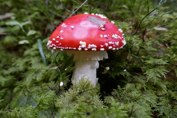 Amanita muscaria .  Fly agaric . Toadstool . Fliegenpilz