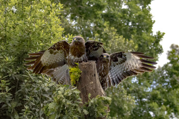 Two Common Buzzards with spread wings perched on a tree stump in the forest.