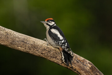 Great Spotted Woodpecker perched on tree branch with deep green bokeh background.