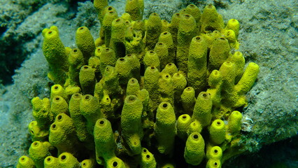Yellow tube sponge or Aureate sponge (Aplysina aerophoba) undersea, Aegean Sea, Greece, Halkidiki, Pirgos beach