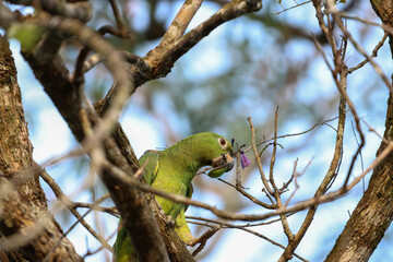 Yellow-crowned Amazon parrot (Amazona ochrocephala) eating on a tropical tree