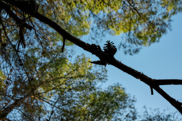 Pine tree branches with cones against blue summer sky