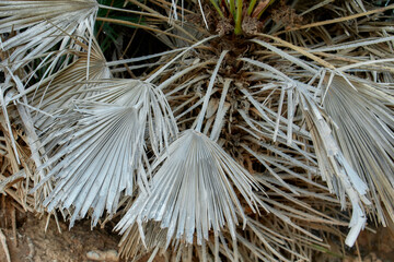 Dry palm leaves close-up with natural texture