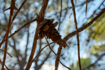 Pine cone hanging on tree branch, Mediterranean forest