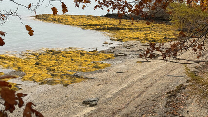 Golden Colored Autumn Seaweed by the Seaside