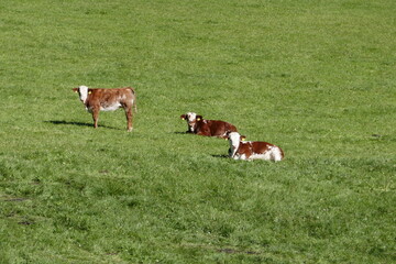 Country idyll with herd of cows on the pasture . Landidylle mit Kuhherde auf der Weide