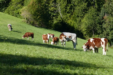 Country idyll with herd of cows on the pasture . Landidylle mit Kuhherde auf der Weide