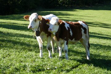 Country idyll with herd of cows on the pasture . Landidylle mit Kuhherde auf der Weide