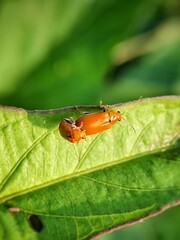 fly on leaf