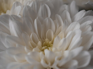 white chrysanthemum flower