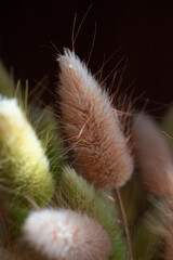 Dried Bunny Tail Grass