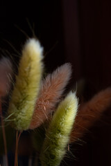 Dried Bunny Tail Grass