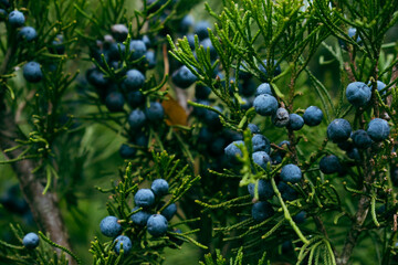 blue berries on a branch