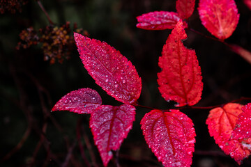 red leaves