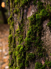 moss on tree
