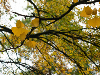 autumn leaves of ginkgo on a tree