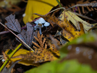 autumn leaves on the ground with mushrooms