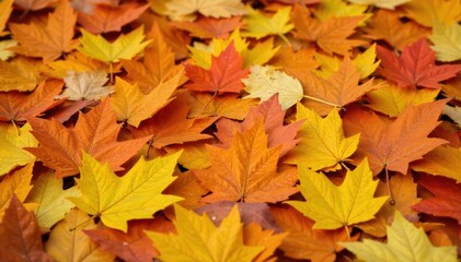 Golden Pigskin Texture Close up of Autumn Leaves with a Subtle Pigskin Sheen on a Forest Floor An extreme close up of a pile of fallen autumn leaves. The leaves have a unique, subtle sheen and texture