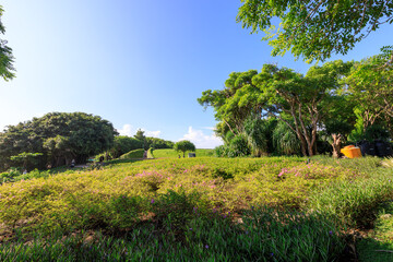 Lush green field with trees in the background