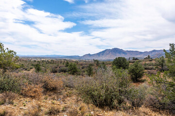 A dirt road through a desert landscape with trees and bushes
