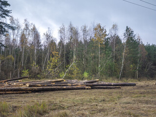Field of trees with a lot of logs scattered around