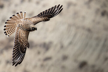 Eurasian Kestrel in Flight Near Rocky Cliff in Natural Habitat