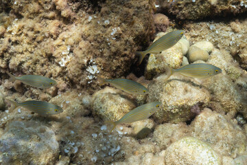 A school of Salema porgy (Sarpa salpa) fish with golden stripes swimming over a rocky seabed in the Mediterranean Sea.