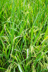 Rice paddy field, rice crop, close up. Rice terrace agricultural land in East Java island, Indonesia. Food security concept image