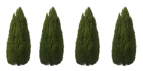 Four identical green cypress trees with conical shapes on a black background evergreen