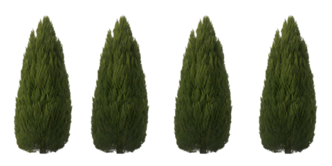 Four identical green cypress trees with conical shapes on a black background evergreen