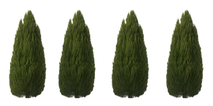 Four identical green cypress trees with conical shapes on a black background evergreen