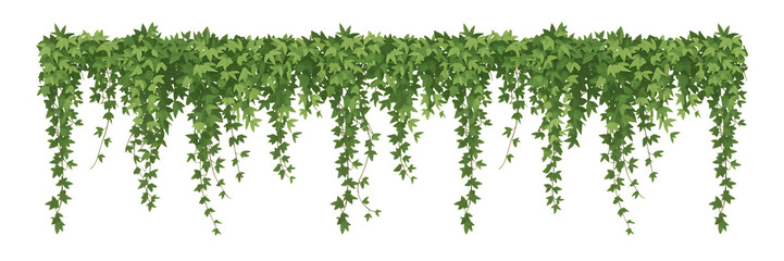 Trailing Green Ivy Vines Isolated on White Background for Vertical Garden Decor