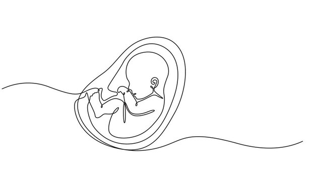 Animated self drawing of continuous line draw baby in womb fetus symbol logo, baby in womb fetus symbol logo continuous one line drawing motion, Healthy pregnancy and premature symbol in simple line.