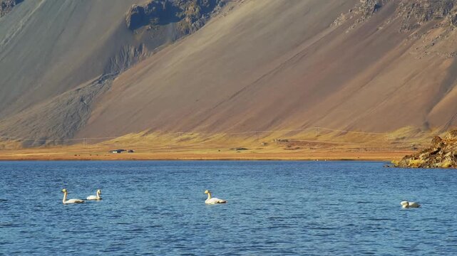 A scenic shot of swans swimming in the tranquil blue waters of L&oacute;nsfj&ouml;r&eth;ur lagoon, with a majestic mountain range in the background under a clear sky