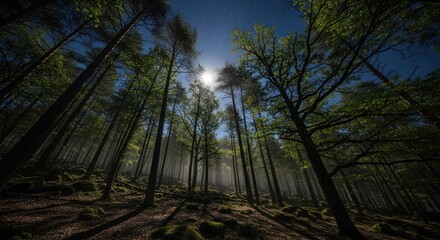 Enchanting Night Forest Scene with Tall Trees, Mossy Rocks, and Ethereal Mist Under a Luminous Moon and Starry Sky