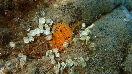 Redbrown leathery doris or redbrown nudibranch (Platydoris argo) egg mass undersea, Aegean Sea, Greece, Halkidikii, Pirgos beach