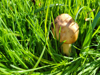 Parasol mushroom with a closed protective cap growing green blades of grass after autumn rain