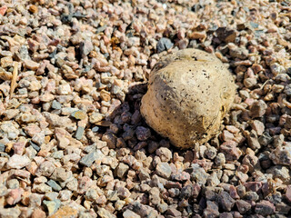 Ball-shaped cap of Desert Shaggy Mane Fungus or Podaxi pistillaris mushroom protruding from xeriscaped ground after rain; close up