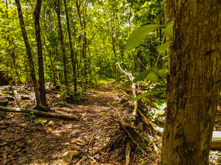 Teak trees that fall, teak trees tend to fall more easily than other trees because they do not have tap roots