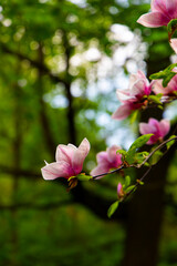 Magnolia blossoms in a lush green forest during springtime