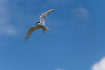 Obraz premium Birds in flight with fish