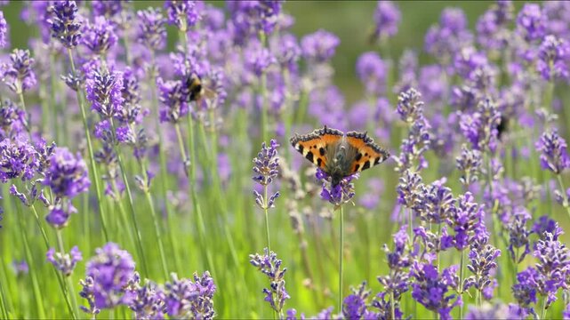 Beautiful Small Tortoiseshell butterfly and bumblebees gathering nectar from purple lavender blooms in a sunlit Provencal field, vibrant summer pollination scene