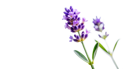 Lavender Flowers, Purple with Green Leaves, cutout, PNG isolated on transparent background