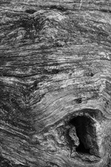 Close up of intricate patterns in the natural bark texture of a weathered tree, black and white old tree lines