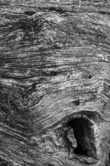 Close up of intricate patterns in the natural bark texture of a weathered tree, black and white old tree lines