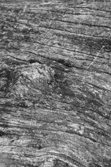 Close up of intricate patterns in the natural bark texture of a weathered tree, black and white old tree lines